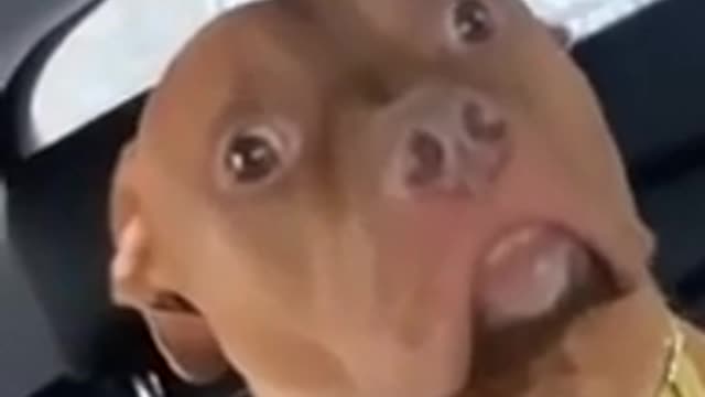 Dog realizes he’s at the vet and not the park.