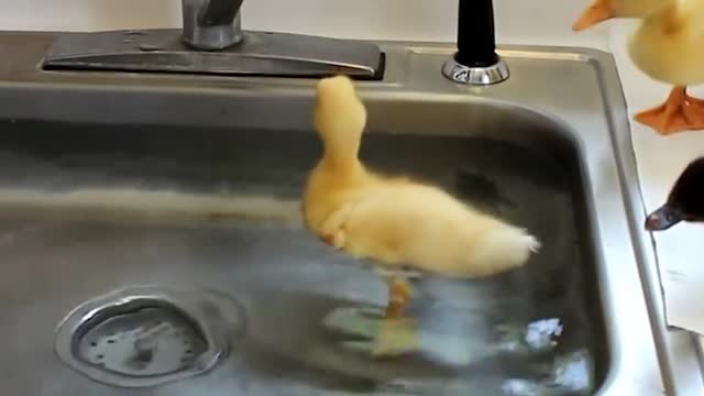 Baby Ducks Walks like a duck, talks like a duck 🦆