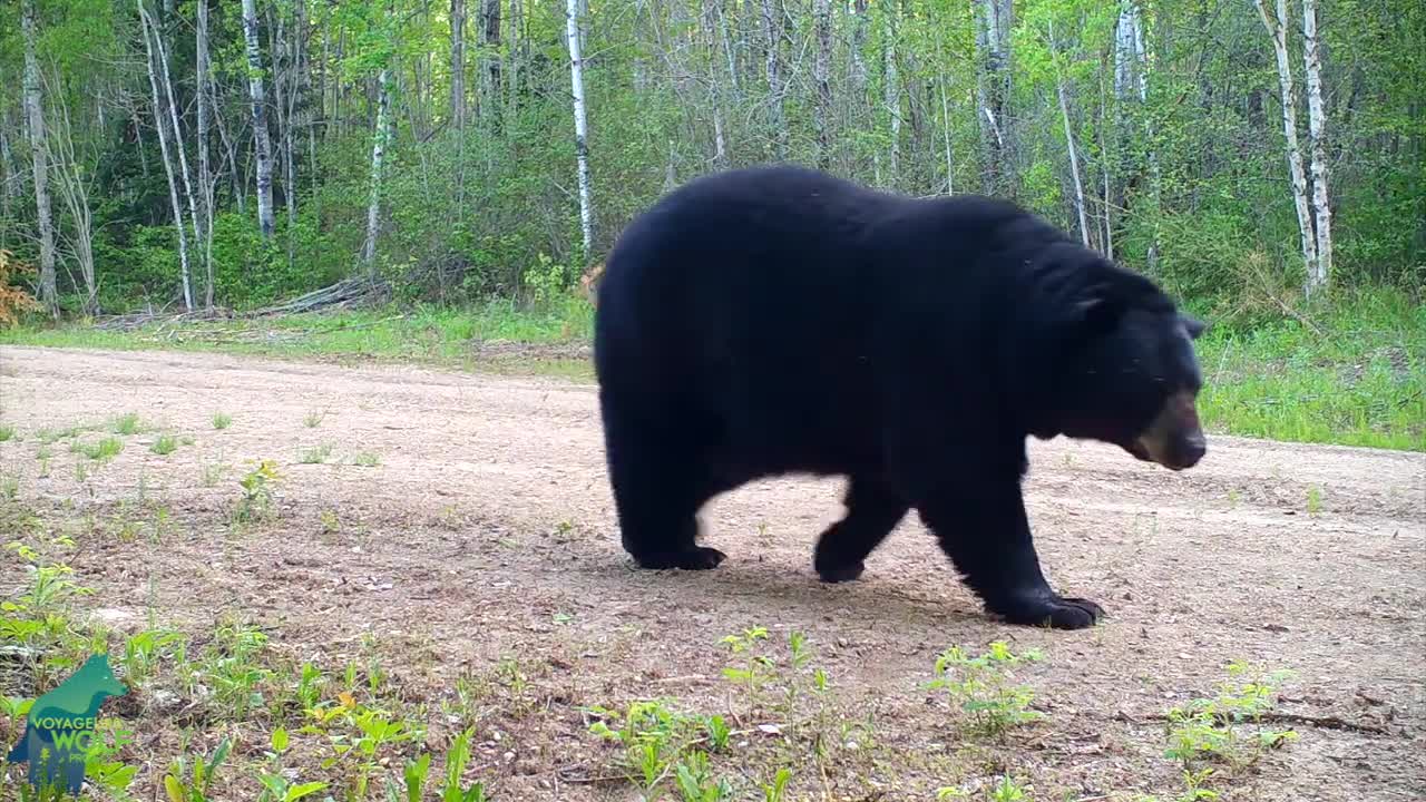 Huge male black bear following female bear in northern Minnesota