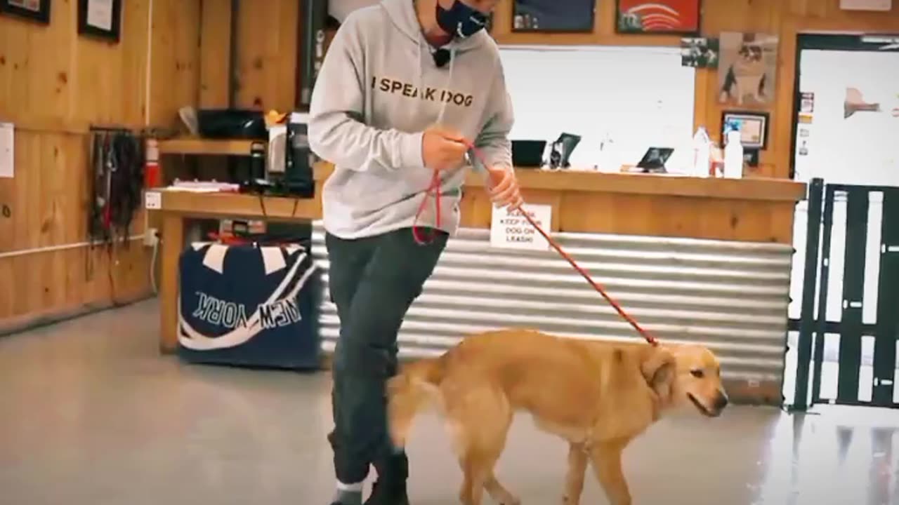 Dog training guide video