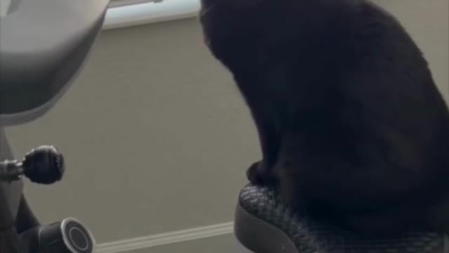 Adopting a Cat from a Shelter Vlog - Precious Piper Is Sitting Pretty on the Exercise Bike #shorts