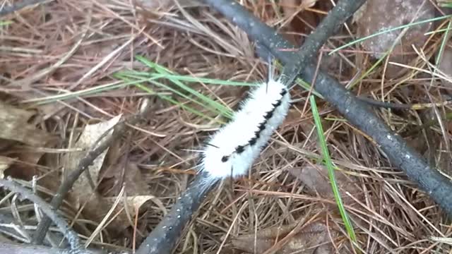 Hickory Tussock Caterpillar