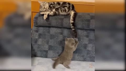 funny cats Change