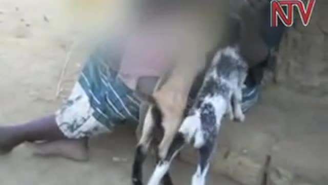 Woman breastfeeds kid goats