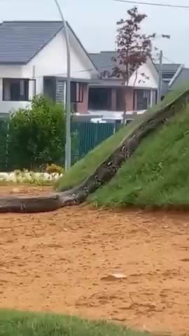 Whoa.... GIGANTIC SNAKE