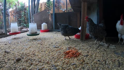 Backyard Chickens Relaxing Video Sounds Noises Hens Clucking Roosters Crowing!