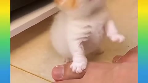 Baby cat cute and funny cat video