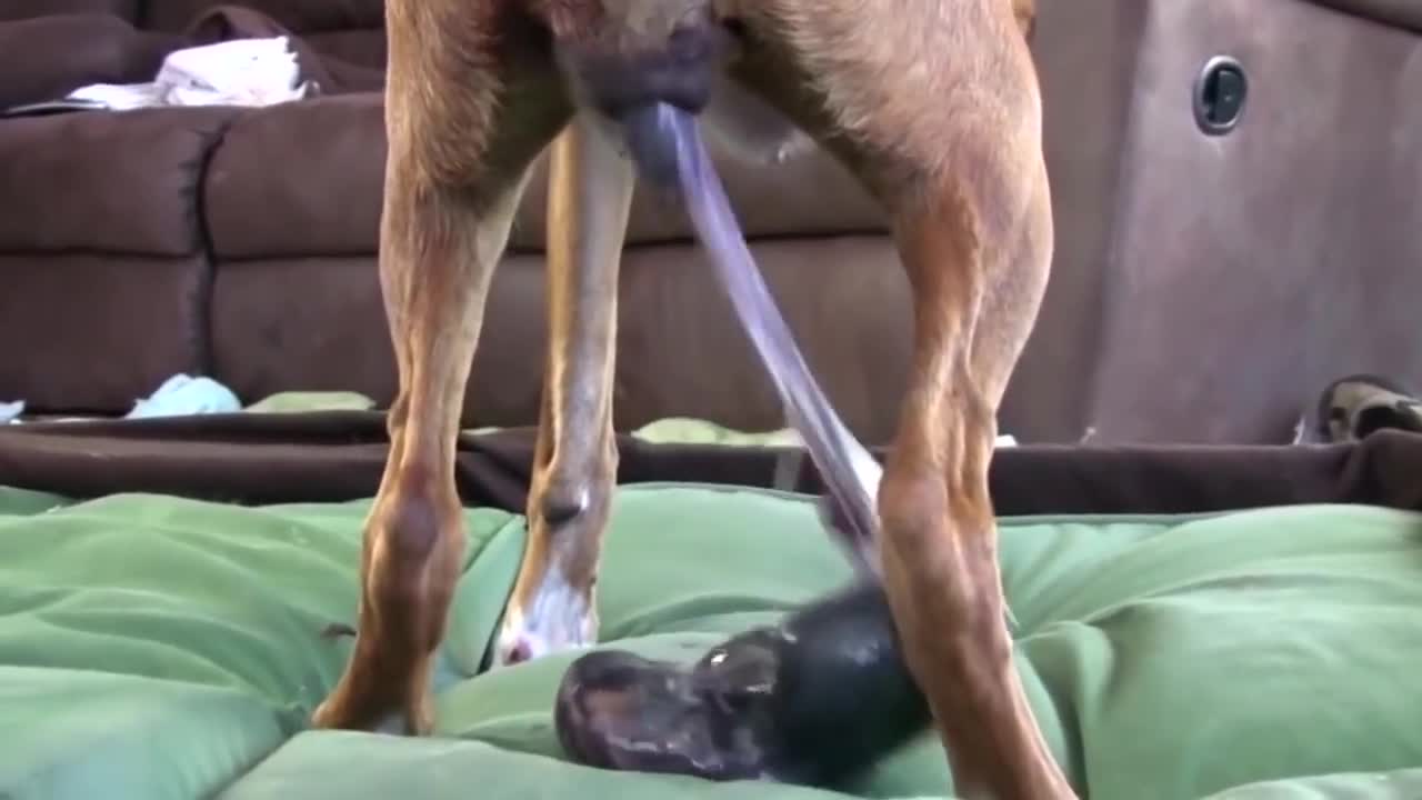 boxer dog suffering puppy being born