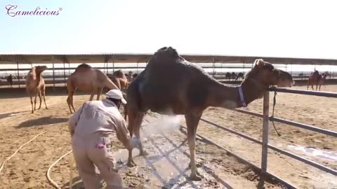 Automatic Camel Milking Technology - Modern Camel Farming - Amazing Camel Milk Product