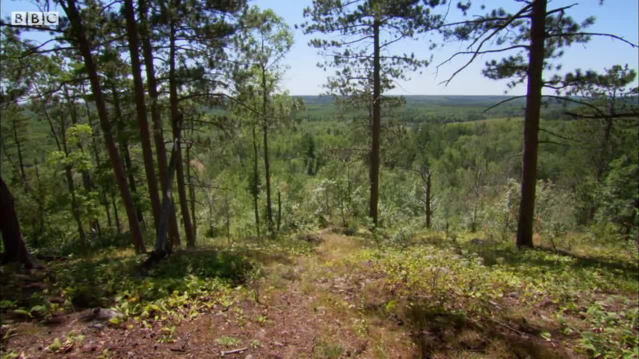 Black Bear Tragically Killed By Hunter | BBC Earth