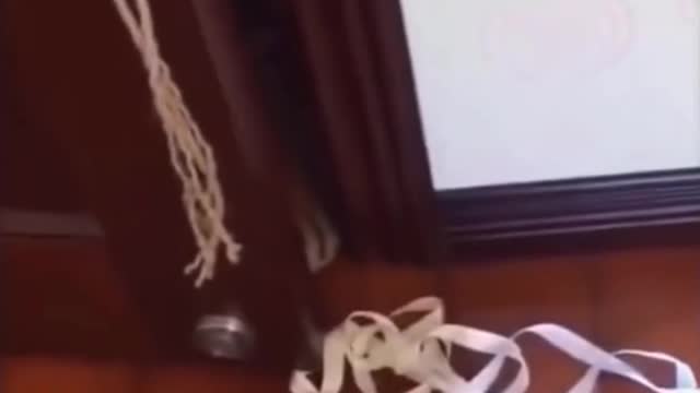 CUTE ANIMALS THAT WILL SHOCK YOU 😮
