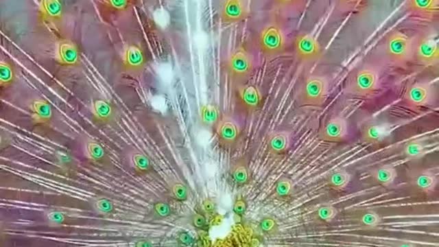 playboy peacock