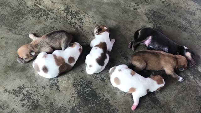 Golden Retriever puppy ( giving birth to six puppies ) day 3