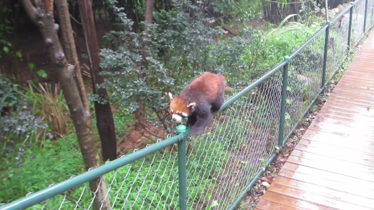 Pokemon in the Real! (Red Panda)