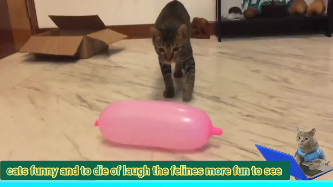 funny cats popping balloons