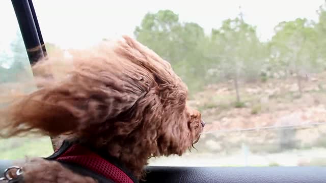 Cute little dog feeling the beauty of the wind on his face