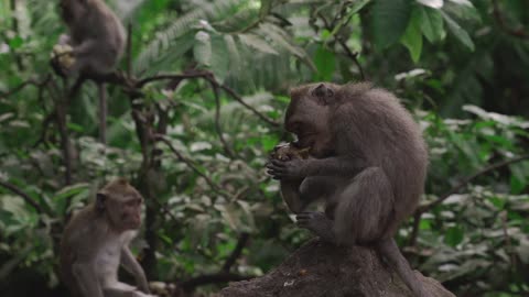 Monkey Peeling a Fruit