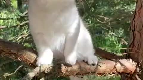 funny and cute puppy