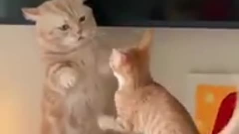 #Fanny cats #and dogs 😂😂😂😂