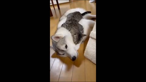 omg so cute cats best funny cat videos 2022