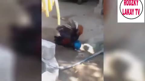 chicken funny videos