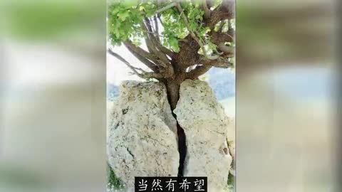 The Fall of Cabal 陰謀的敗落 第二部_第23集