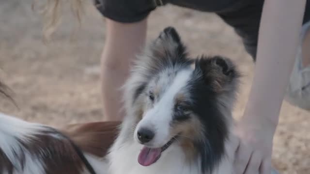 Woman Playing with Two Pet Dogs || Lovely dogs video || Cute and Funny Dog Videos