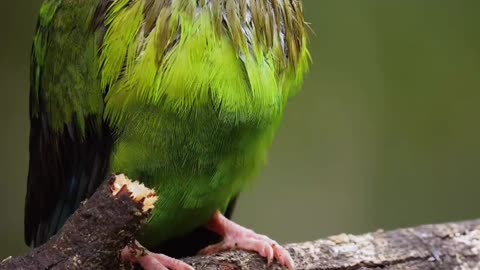 A beautiful green parakeet after a rainy day.