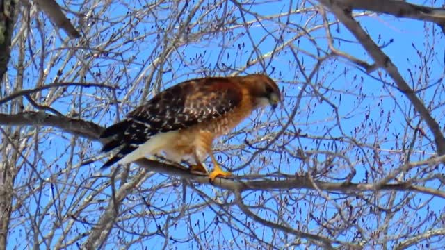 Red-shouldered Hawk
