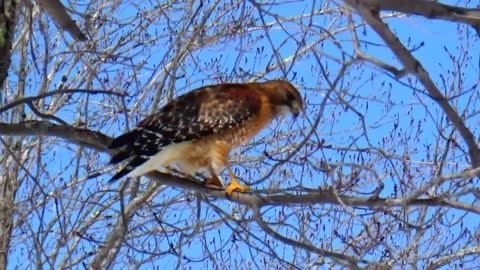 Red-shouldered Hawk