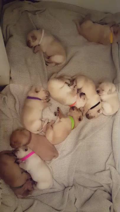 Adorable momento de siesta para una camada de cachorros