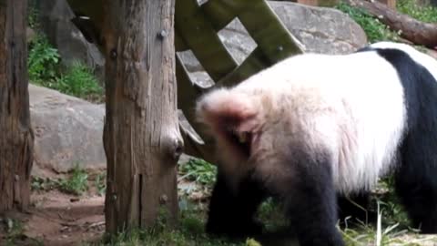 Panda pooping