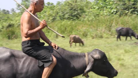 old man ride oxen