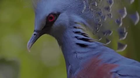 The Victoria Crowned Royal Pigeon #shorts #shortvideo #video #virals #videoviral