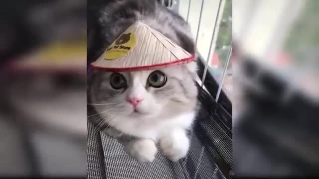 Cats Cuteness Overload