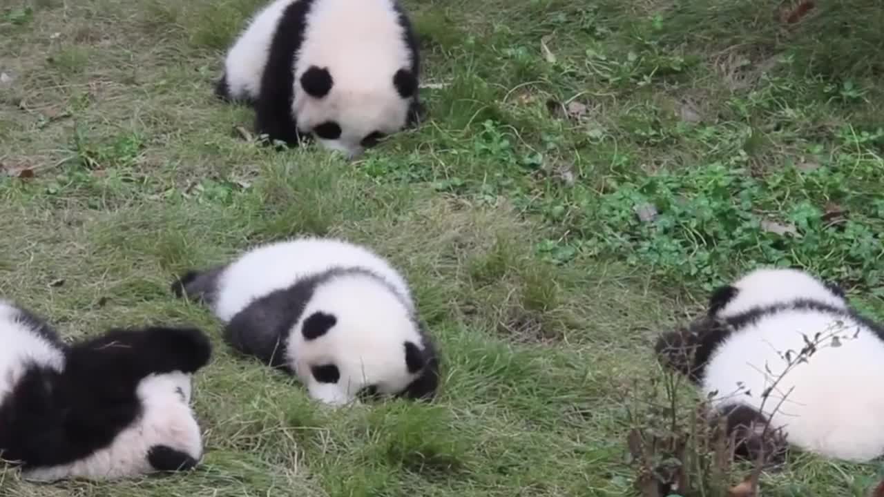 No one can say no to a cute little panda