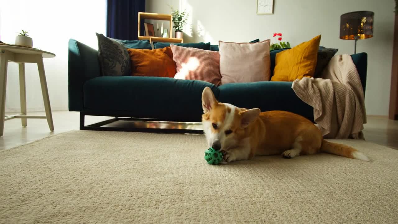 Corgi playing with ball on floor close-up. Little dog lying and biting his toy