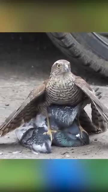Sparrowhawk VS pigeon
