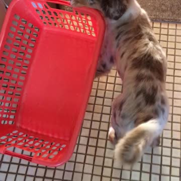 Cute little puppy helps with the laundry basket