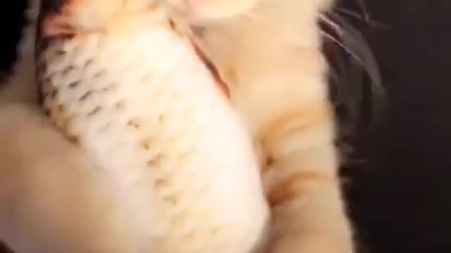 cute little cat with a fish makes you laugh!