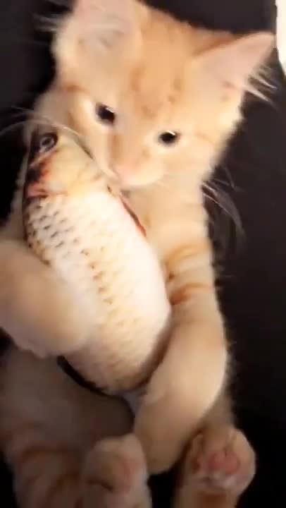 cute little cat with a fish makes you laugh!