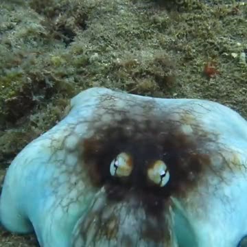 Amazing octopus camouflage captured by a diver