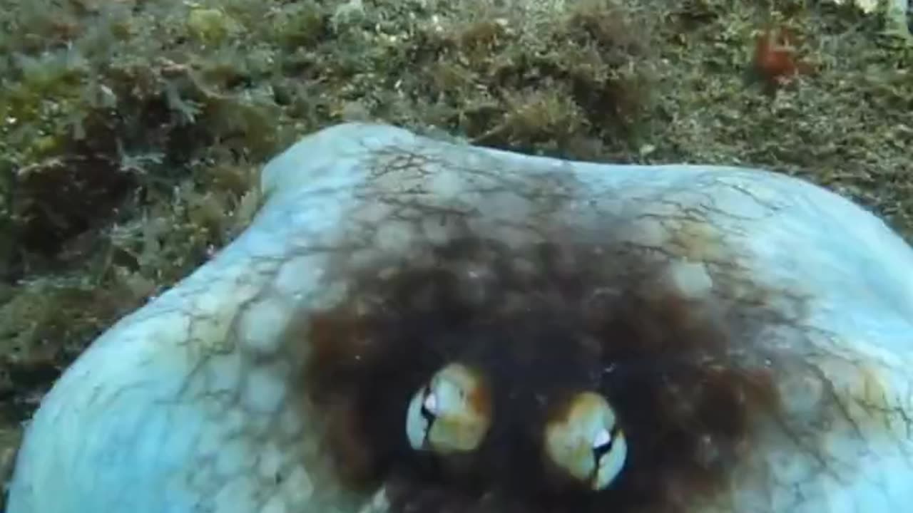 Amazing octopus camouflage captured by a diver