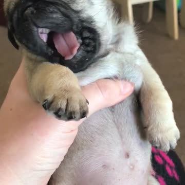 Este adorable cachorro limpia su rostro con sus hermosas patas