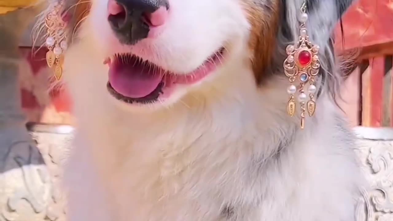 Angel dog