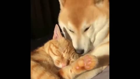 DOG AND CAT Awesome Friendship