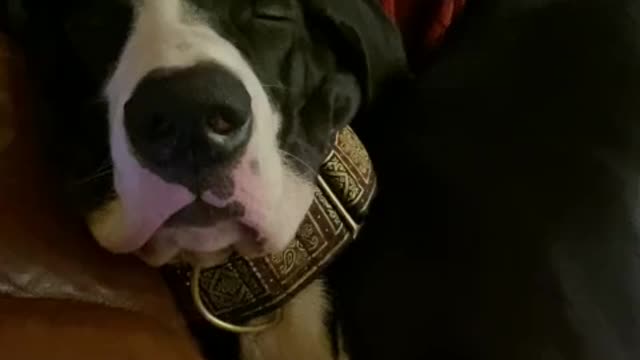 Dog snoring puppet