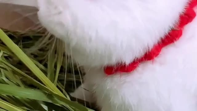 Rabbits love eating grass