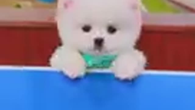 Funny and Cute Dogs Video Compilation 2021
