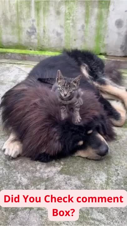 BEST FRIENDS ! KITTY AND DOG ! _ Dog Training 2022 #usa #shorts